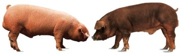 Das weiße Schwein (Landrace und Duroc)