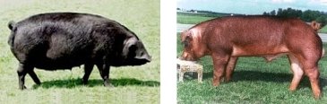 Large Black Schweine (links) und Duroc (rechts)