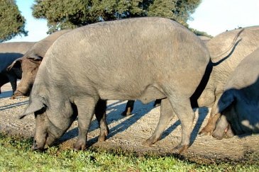 Das iberische Schwein (Retinto)